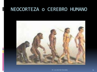 NEOCORTEZA o CEREBRO HUMANO
Dr. Luis Germán González 24
 