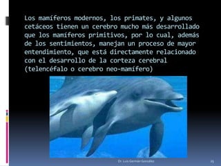 Los mamíferos modernos, los primates, y algunos
cetáceos tienen un cerebro mucho más desarrollado
que los mamíferos primitivos, por lo cual, además
de los sentimientos, manejan un proceso de mayor
entendimiento, que está directamente relacionado
con el desarrollo de la corteza cerebral
(telencéfalo o cerebro neo-mamífero)
Dr. Luis Germán González 25
 