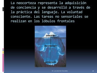 La neocorteza representa la adquisición
de conciencia y se desarrolló a través de
la práctica del lenguaje. La voluntad
consciente. Las tareas no sensoriales se
realizan en los lóbulos frontales
Dr. Luis Germán González 30
 