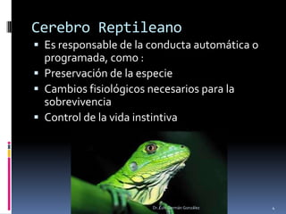 Cerebro Reptileano
 Es responsable de la conducta automática o
programada, como :
 Preservación de la especie
 Cambios fisiológicos necesarios para la
sobrevivencia
 Control de la vida instintiva
4Dr. Luis Germán González
 