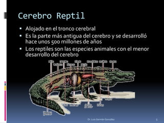 Cerebro Reptil
5Dr. Luis Germán González
 Alojado en el tronco cerebral
 Es la parte más antigua del cerebro y se desarrolló
hace unos 500 millones de años
 Los reptiles son las especies animales con el menor
desarrollo del cerebro
 