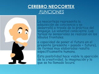 CEREBRO NEOCORTEX
FUNCIONES
 La neocorteza representa la
adquisición de conciencia y se
desarrolló a través de la práctic...