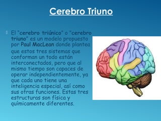  El “cerebro triúnico” o "cerebro
triuno" es un modelo propuesto
por Paul MacLean donde plantea
que estos tres sistemas q...