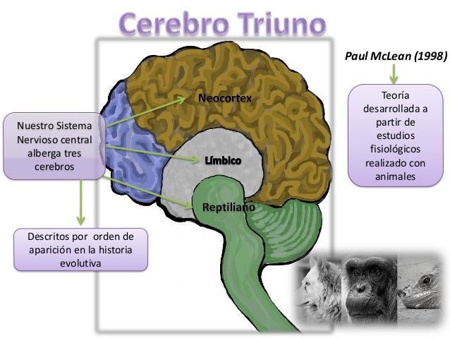 https://image.slidesharecdn.com/cerebrotriuno-141022211151-conversion-gate01/95/cerebro-un-universo-de-teoria-3-638.jpg?cb=1414012492