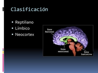Clasificación 
Reptiliano 
Límbico 
Neocortex  