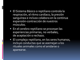 El Sistema Básico o reptiliano controla la respiración, el ritmo cardíaco, la presión sanguínea e incluso colabora en la continua expansión-contracción de nuestros músculos. 
En el cerebro reptiliano se procesan las experiencias primarias, no verbales, de aceptación o rechazo. 
El complejo reptiliano, en los seres humanos, incluye conductas que se asemejan a los rituales animales como el anidarse o aparearse.  
