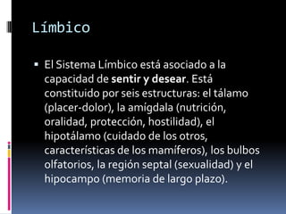 Límbico 
El Sistema Límbico está asociado a la capacidad de sentir y desear. Está constituido por seis estructuras: el tálamo (placer-dolor), la amígdala (nutrición, oralidad, protección, hostilidad), el hipotálamo (cuidado de los otros, características de los mamíferos), los bulbos olfatorios, la región septal (sexualidad) y el hipocampo (memoria de largo plazo).  