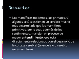Neocortex 
Los mamíferos modernos, los primates, y algunos cetáceos tienen un cerebro mucho más desarrollado que los mamíferos primitivos, por lo cual, además de los sentimientos, manejan un proceso de mayor entendimiento, que está directamente relacionado con el desarrollo de la corteza cerebral (telencéfalo o cerebro neo-mamífero)  