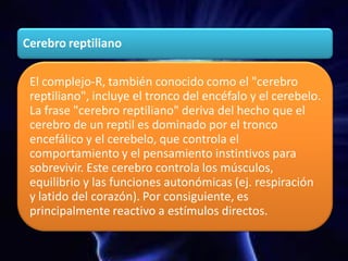 Cerebro reptiliano
El complejo-R, también conocido como el "cerebro
reptiliano", incluye el tronco del encéfalo y el cerebelo.
La frase "cerebro reptiliano" deriva del hecho que el
cerebro de un reptil es dominado por el tronco
encefálico y el cerebelo, que controla el
comportamiento y el pensamiento instintivos para
sobrevivir. Este cerebro controla los músculos,
equilibrio y las funciones autonómicas (ej. respiración
y latido del corazón). Por consiguiente, es
principalmente reactivo a estímulos directos.
 