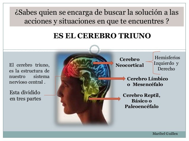 Cerebro triuno
