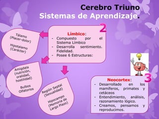 Límbico:
- Compuesto por el
Sistema Límbico
- Desarrolla sentimiento.
Fidelidad.
- Posee 6 Estructuras:
Cerebro Triuno
Sistemas de Aprendizaje.
Neocortex:
- Desarrollado en los
mamíferos, primates y
cetáceos
- Entendimiento, análisis,
razonamiento lógico.
- Creamos, pensamos y
reproducimos.
 