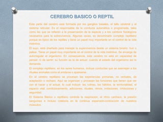 CEREBRO BASICO O REPTIL
Esta parte del cerebro está formada por los ganglios basales, el tallo cerebral y el
sistema reticular. Es el responsable de la conducta automática o programada, tales
como las que se refieren a la preservación de la especie y a los cambios fisiológicos
necesarios para la sobrevivencia. Algunas veces, es denominado complejo reptiliano
porque es típico de los reptiles y tiene un papel muy importante en el control de la vida
instintiva.
El suyo, está diseñado para manejar la supervivencia desde un sistema binario: huir o
pelear. Tiene un papel muy importante en el control de la vida instintiva. Se encarga de
autorregular el organismo. En consecuencia, este cerebro no está en capacidad de
pensar, ni de sentir; su función es la de actuar, cuando el estado del organismo así lo
demanda.
El complejo reptiliano, en los seres humanos, incluye conductas que se asemejan a los
rituales animales como el anidarse o aparearse.
En el cerebro reptiliano se procesan las experiencias primarias, no verbales, de
aceptación o rechazo. Aquí se organizan y procesan las funciones que tienen que ver
con el hacer y el actuar, lo cual incluye: las rutinas, los hábitos, la territorialidad, el
espacio vital, condicionamiento, adicciones, rituales, ritmos, imitaciones, inhibiciones y
seguridad.
El Sistema Básico o reptiliano controla la respiración, el ritmo cardíaco, la presión
sanguínea e incluso colabora en la continua expansión-contracción de nuestros
músculos.
 