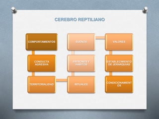 CEREBRO REPTILIANO
COMPORTAMIENTOS
CONDUCTA
AGRESIVA
TERRITORIALIDAD RITUALES
PATRONES Y
HABITOS
SUEÑOS VALORES
ESTABLECIMIENTO
DE JERARQUIAS
CONDICIONAMIENT
OS
 