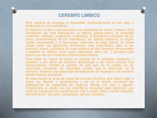 CEREBRO LIMBICO
Este cerebro se empieza a desarrollar incipientemente en las aves y
totalmente en los mamíferos.
El Sistema Límbico está asociado a la capacidad de sentir y desear. Está
constituido por seis estructuras: el tálamo (placer-dolor), la amígdala
(nutrición, oralidad, protección, hostilidad), el hipotálamo (cuidado de los
otros, características de los mamíferos), los bulbos olfatorios, la región
septal (sexualidad) y el hipocampo (memoria de largo plazo). En estas
zonas están las glándulas endocrinas más importantes para el ser
humano: pineal y pituitaria. En este sistema se dan procesos emocionales
y estados de calidez, amor, gozo, depresión, odio, etc., y procesos que
tienen que ver con nuestras motivaciones básicas.
Esta parte es capaz de poner el pasado en el presente (presente +
pasado) y por tanto se produce aprendizaje y se activa cuando nos
emocionamos. Facilita la calidad de vida que da la calidez en las
relaciones humanas. Es razonable pensar que el desarrollo de la
memoro. Muestra una capacidad de trascender el imperativo del presente
dando respeto al pasado.
En éste reside la sede de todas las fuerzas emotivas que darán lugar a
todos tus deseos y sentimientos y es en él donde subyacen las
inteligencias de capacidad de dejarnos afectar por algo o alguien.
Proporciona el afecto que los mamíferos necesitan para sobrevivir, por
tanto se introducen los sentimientos: Dar o recibir afecto, recibir atención,
consideración, escucha, Compasión, ternura, empatía.
 