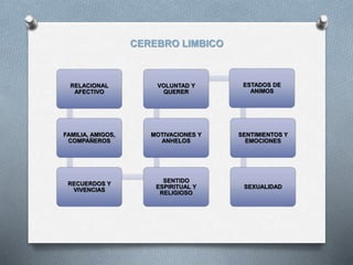 CEREBRO LIMBICO
RELACIONAL
AFECTIVO
FAMILIA, AMIGOS,
COMPAÑEROS
RECUERDOS Y
VIVENCIAS
SENTIDO
ESPIRITUAL Y
RELIGIOSO
MOTIVACIONES Y
ANHELOS
VOLUNTAD Y
QUERER
ESTADOS DE
ANIMOS
SENTIMIENTOS Y
EMOCIONES
SEXUALIDAD
 