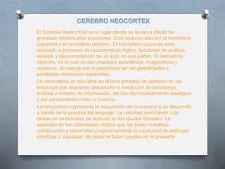 CEREBRO NEOCORTEX
El Sistema Neocortical es el lugar donde se llevan a efecto los
procesos intelectuales superiores. Está estructurado por el hemisferio
izquierdo y el hemisferio derecho. El hemisferio izquierdo está
asociado a procesos de razonamiento lógico, funciones de análisis,
síntesis y descomposición de un todo en sus partes. El hemisferio
derecho, en el cual se dan procesos asociativos, imaginativos y
creativos, se asocia con la posibilidad de ver globalidades y
establecer relaciones espaciales.
La neocorteza se convierte en el foco principal de atención en las
lecciones que requieren generación o resolución de problemas,
análisis y síntesis de información, del uso del razonamiento analógico
y del pensamiento crítico y creativo.
La neocorteza representa la adquisición de conciencia y se desarrolló
a través de la práctica del lenguaje. La voluntad consciente. Las
tareas no sensoriales se realizan en los lóbulos frontales. La
aparición de los calendarios implica que los seres humanos
comenzaron a desarrollar progresivamente la capacidad de anticipar,
planificar y visualizar, de poner el futuro posible en el presente.
 