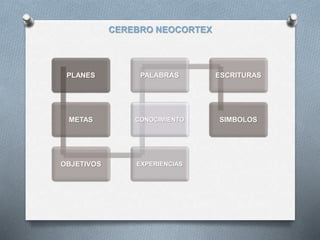CEREBRO NEOCORTEX
PLANES
METAS
OBJETIVOS EXPERIENCIAS
CONOCIMIENTO
PALABRAS ESCRITURAS
SIMBOLOS
 