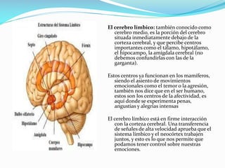 El cerebro límbico: también conocido como
cerebro medio, es la porción del cerebro
situada inmediatamente debajo de la
corteza cerebral, y que percibe centros
importantes como el tálamo, hipotálamo,
el hipocampo, la amígdala cerebral (no
debemos confundirlas con las de la
garganta).
Estos centros ya funcionan en los mamíferos,
siendo el asiento de movimientos
emocionales como el temor o la agresión,
también nos dice que en el ser humano,
estos son los centros de la afectividad, es
aquí donde se experimenta penas,
angustias y alegrías intensas
El cerebro límbico está en firme interacción
con la corteza cerebral. Una transferencia
de señales de alta velocidad aprueba que el
sistema límbico y el neocórtex trabajen
juntos, y esto es lo que nos permite que
podamos tener control sobre nuestras
emociones.
 