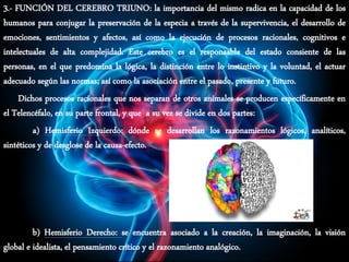3.- FUNCIÓN DEL CEREBRO TRIUNO: la importancia del mismo radica en la capacidad de los
humanos para conjugar la preservación de la especia a través de la supervivencia, el desarrollo de
emociones, sentimientos y afectos, así como la ejecución de procesos racionales, cognitivos e
intelectuales de alta complejidad. Este cerebro es el responsable del estado consiente de las
personas, en el que predomina la lógica, la distinción entre lo instintivo y la voluntad, el actuar
adecuado según las normas; así como la asociación entre el pasado, presente y futuro.
Dichos procesos racionales que nos separan de otros animales se producen específicamente en
el Telencéfalo, en su parte frontal, y que a su vez se divide en dos partes:
a) Hemisferio Izquierdo: dónde se desarrollan los razonamientos lógicos, analíticos,
sintéticos y de desglose de la causa-efecto.
b) Hemisferio Derecho: se encuentra asociado a la creación, la imaginación, la visión
global e idealista, el pensamiento crítico y el razonamiento analógico.
 