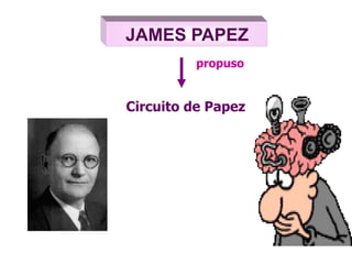 JAMES PAPEZ
Circuito de Papez
propuso
 
