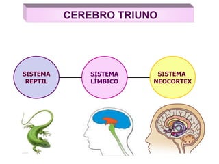 SISTEMA
REPTIL
SISTEMA
NEOCORTEX
SISTEMA
LÍMBICO
CEREBRO TRIUNO
 