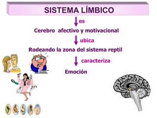SISTEMA LÍMBICO
Cerebro afectivo y motivacional
Emoción
es
caracteriza
Rodeando la zona del sistema reptil
ubica
 