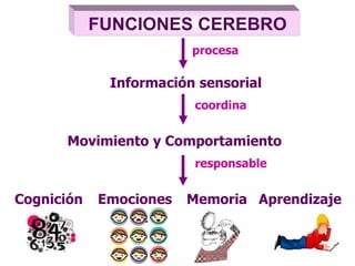 Información sensorial
procesa
FUNCIONES CEREBRO
Movimiento y Comportamiento
coordina
responsable
Cognición Emociones Memoria Aprendizaje
 