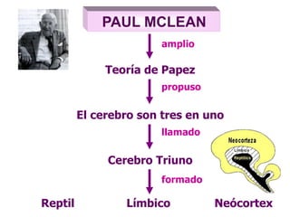 PAUL MCLEAN
Teoría de Papez
amplio
propuso
El cerebro son tres en uno
llamado
Cerebro Triuno
Reptil
formado
Límbico Neócortex
 