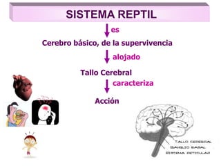 SISTEMA REPTIL
Cerebro básico, de la supervivencia
Tallo Cerebral
Acción
es
alojado
caracteriza
 