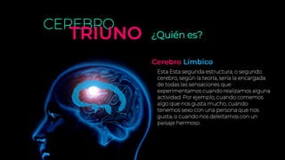 ¿Quién es?
CEREBRO
TRIUNO
Esta Esta segunda estructura, o segundo
cerebro, según la teoría, sería la encargada
de todas las sensaciones que
experimentamos cuando realizamos alguna
actividad. Por ejemplo, cuando comemos
algo que nos gusta mucho, cuando
tenemos sexo con una persona que nos
gusta, o cuando nos deleitamos con un
paisaje hermoso.
Cerebro Límbico
 
