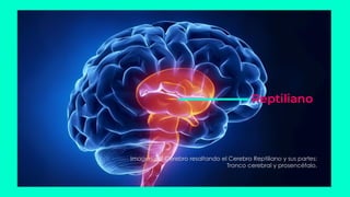 Reptiliano
Imagen del Cerebro resaltando el Cerebro Reptiliano y sus partes:
Tronco cerebral y prosencéfalo.
Reptiliano
 