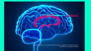Cerebro Límbico y sus partes: Hipocampo, amígdala cerebral, tálamo,
hipotálamo, ganglios basales.
Límbico
 
