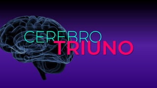 CEREBRO
TRIUNO
 