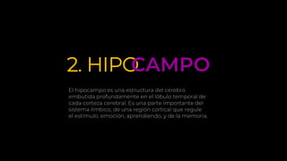 2. HIPOCAMPO
El hipocampo es una estructura del cerebro
embutida profundamente en el lóbulo temporal de
cada corteza cerebral. Es una parte importante del
sistema límbico, de una región cortical que regule
el estímulo, emoción, aprendiendo, y de la memoria.
 
