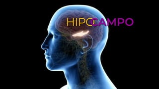 HIPOCAMPO
 
