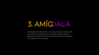 DALA3. AMÍG
Amígdala Cerebral es un conjunto de núcleos de
neuronas localizadas en la profundidad de los
lóbulos temporales de los vertebrados complejos,
incluidos los humanos.
 