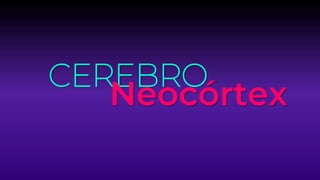 CEREBRO
Neocórtex
 