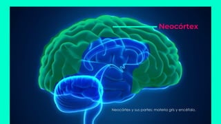 Neocórtex y sus partes: materia gris y encéfalo.
Neocórtex
 