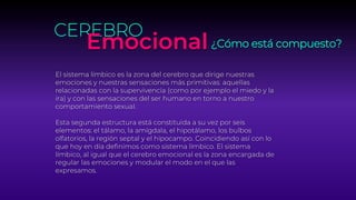 El sistema límbico es la zona del cerebro que dirige nuestras
emociones y nuestras sensaciones más primitivas: aquellas
relacionadas con la supervivencia (como por ejemplo el miedo y la
ira) y con las sensaciones del ser humano en torno a nuestro
comportamiento sexual.
Esta segunda estructura está constituida a su vez por seis
elementos: el tálamo, la amígdala, el hipotálamo, los bulbos
olfatorios, la región septal y el hipocampo. Coincidiendo así con lo
que hoy en día definimos como sistema límbico. El sistema
límbico, al igual que el cerebro emocional es la zona encargada de
regular las emociones y modular el modo en el que las
expresamos.
CEREBRO
Emocional¿Cómo está compuesto?
 