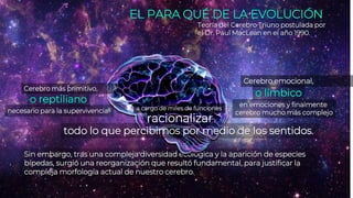 EL PARA QUÉ DE LA EVOLUCIÓN
Teoría del Cerebro Triuno postulada por
el Dr. Paul MacLean en el año 1990.
Sin embargo, tras una compleja diversidad ecológica y la aparición de especies
bípedas, surgió una reorganización que resultó fundamental, para justificar la
compleja morfología actual de nuestro cerebro.
o reptiliano
Cerebro más primitivo,
necesario para la supervivencia,
Cerebro emocional,
o límbico
en emociones y finalmente
cerebro mucho más complejo
racionalizar
a cargo de miles de funciones
todo lo que percibimos por medio de los sentidos.
 