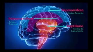 Neomamífero
Paleomamífero
Reptiliano
Cerebro Pensante
Cerebro de
Supervivencia
Cerebro
Emocional
 