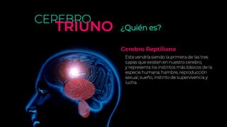 ¿Quién es?
CEREBRO
TRIUNO
Esta vendría siendo la primera de las tres
capas que existen en nuestro cerebro,
y representa los instintos más básicos de la
especie humana; hambre, reproducción
sexual, sueño, instinto de supervivencia y
lucha.
Cerebro Reptiliano
 