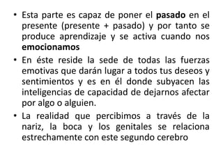 • Esta parte es capaz de poner el pasado en el
presente (presente + pasado) y por tanto se
produce aprendizaje y se activa cuando nos
emocionamos
• En éste reside la sede de todas las fuerzas
emotivas que darán lugar a todos tus deseos y
sentimientos y es en él donde subyacen las
inteligencias de capacidad de dejarnos afectar
por algo o alguien.
• La realidad que percibimos a través de la
nariz, la boca y los genitales se relaciona
estrechamente con este segundo cerebro

 