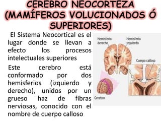 CEREBRO NEOCORTEZA
(MAMÍFEROS VOLUCIONADOS Ó
SUPERIORES)
El Sistema Neocortical es el
lugar donde se llevan a
efecto
los
procesos
intelectuales superiores
Este
cerebro
está
conformado
por
dos
hemisferios (izquierdo y
derecho), unidos por un
grueso haz de fibras
nerviosas, conocido con el
nombre de cuerpo calloso

 