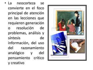 • La neocorteza se
convierte en el foco
principal de atención
en las lecciones que
requieren generación
o resolución de
problemas, análisis y
síntesis
de
información, del uso
del
razonamiento
analógico
y
del
pensamiento crítico
y creativo

 