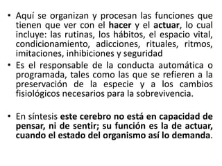 • Aquí se organizan y procesan las funciones que
tienen que ver con el hacer y el actuar, lo cual
incluye: las rutinas, los hábitos, el espacio vital,
condicionamiento, adicciones, rituales, ritmos,
imitaciones, inhibiciones y seguridad
• Es el responsable de la conducta automática o
programada, tales como las que se refieren a la
preservación de la especie y a los cambios
fisiológicos necesarios para la sobrevivencia.
• En síntesis este cerebro no está en capacidad de
pensar, ni de sentir; su función es la de actuar,
cuando el estado del organismo así lo demanda.

 