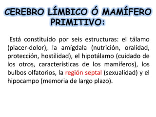 CEREBRO LÍMBICO Ó MAMÍFERO
PRIMITIVO:
Está constituido por seis estructuras: el tálamo
(placer-dolor), la amígdala (nutrición, oralidad,
protección, hostilidad), el hipotálamo (cuidado de
los otros, características de los mamíferos), los
bulbos olfatorios, la región septal (sexualidad) y el
hipocampo (memoria de largo plazo).

 