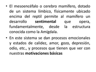 • El mesoencéfalo o cerebro mamífero, dotado
de un sistema límbico, físicamente ubicado
encima del reptil permite al mamífero un
desarrollo
sentimental
que
opera,
fundamentalmente, desde la estructura
conocida como la Amígdala.
• En este sistema se dan procesos emocionales
y estados de calidez, amor, gozo, depresión,
odio, etc., y procesos que tienen que ver con
nuestras motivaciones básicas

 