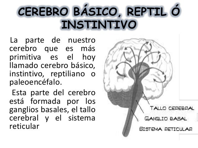 https://image.slidesharecdn.com/cerebrotriunocorregido-131028195631-phpapp01/95/cerebro-triuno-2-638.jpg?cb=1382990288