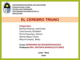 UNIVERSIDAD NACIONAL DE EDUCACIÓN
Enrique Guzmán yValle
ESCUELA DE POSGRADO
DOCTORADO EN CIENCIAS DE LA
EDUCACIÓN
EL CEREBRO TRIUNO
Integrantes:
Benítez Palacios, José Carlos
Cama Santos, Elizabeth
Ferrúa Huarcaya, Norma
Gómez Mejía, Liliana
Mayurí Campos, Betty
Curso: SEMINARIO DE NEUROPEDAGOGIA
Profesora:DRA. ANTONIA BARDALES FLORES
Lima - Perú
2020
 